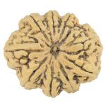 9 Mukhi Rudraksha 33.4mm 7.5gm - Rudraksha