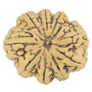 9 Mukhi Rudraksha 33.4mm 7.5gm - Rudraksha