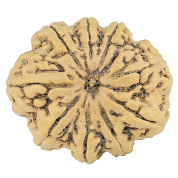 9 Mukhi Rudraksha 33.4mm 7.5gm - Rudraksha