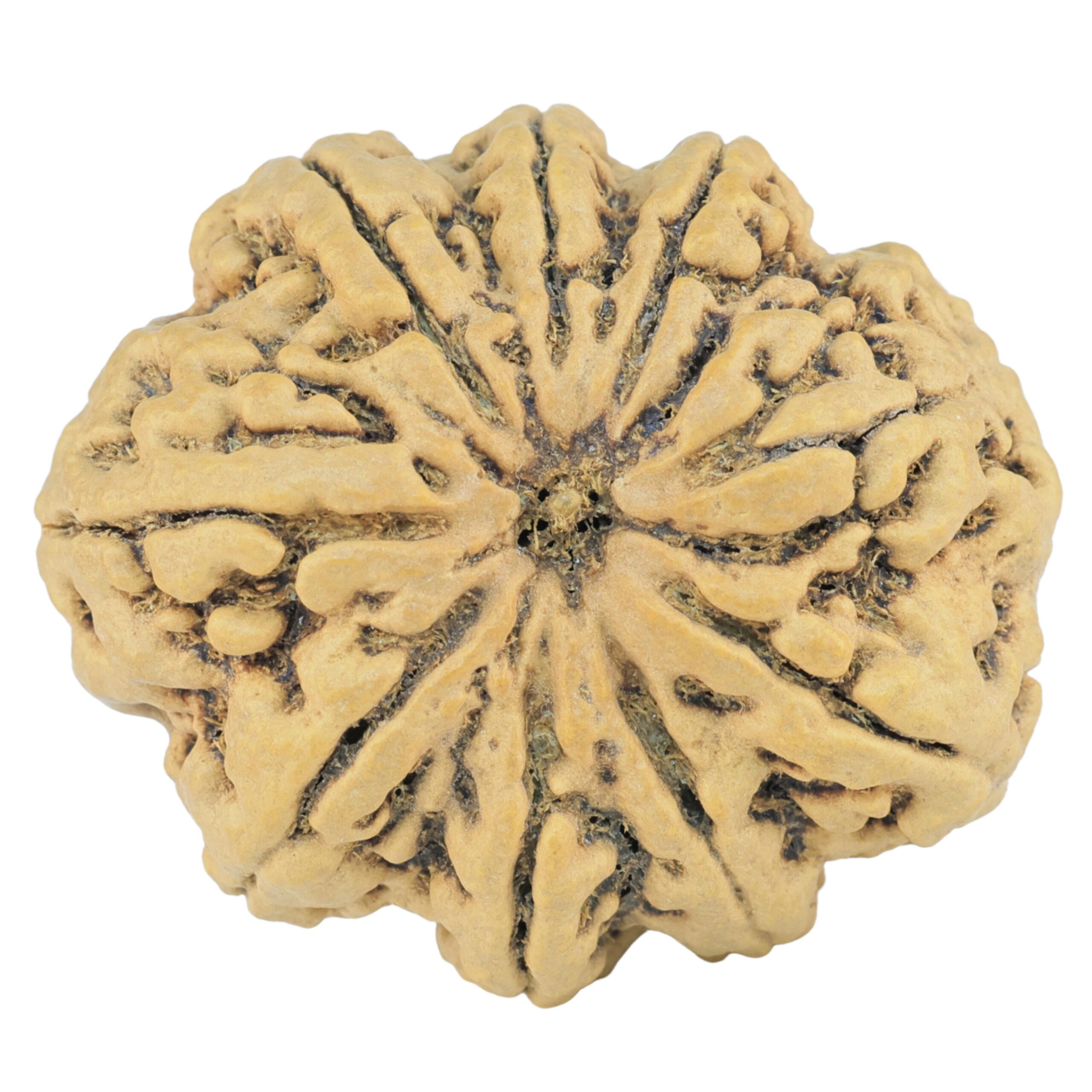 9 Mukhi Rudraksha 33.4mm 7.5gm - Rudraksha