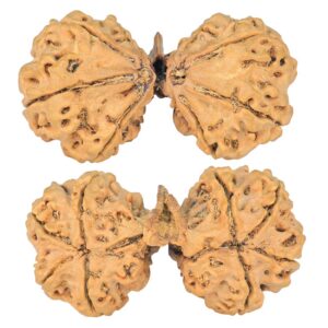 9 Mukhi Mini Trijuti 42.7mm 7.94gm - Rudraksha