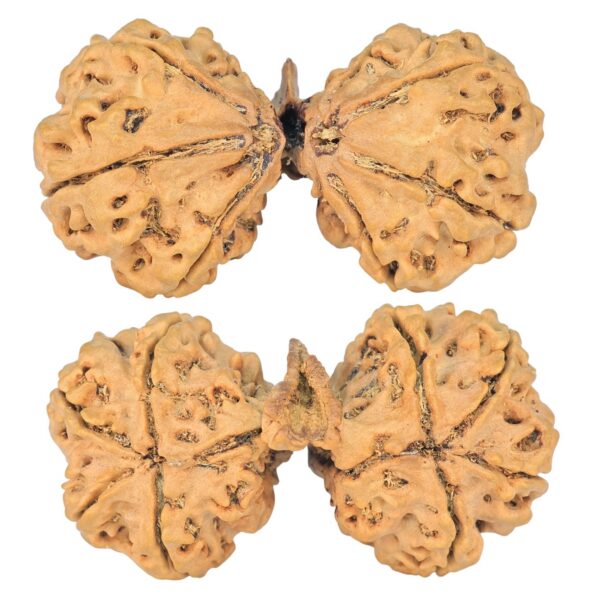 9 Mukhi Mini Trijuti 42.7mm 7.94gm - Rudraksha