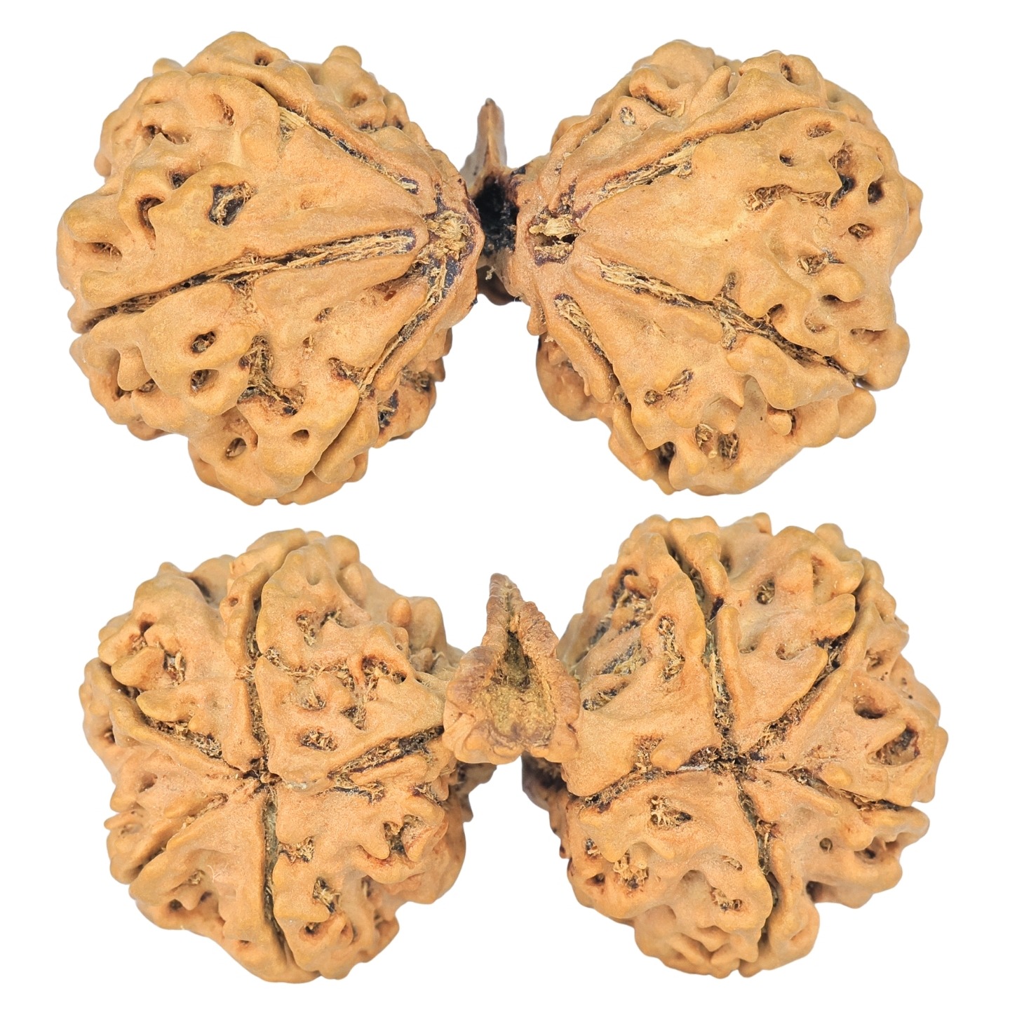 9 Mukhi Mini Trijuti 42.7mm 7.94gm - Rudraksha