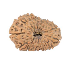 14 Mukhi Rudraksha 23.8mm 2.31gm - Rudraksha