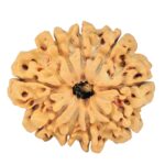 9 Mukhi Rudraksha 29mm 5.56gm - Rudraksha