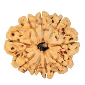 9 Mukhi Rudraksha 29mm 5.56gm - Rudraksha