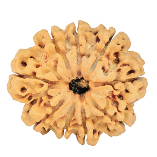 9 Mukhi Rudraksha 29mm 5.56gm - Rudraksha
