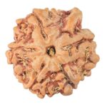 5 Mukhi Ganesh 20.3mm 3gm - Rudraksha