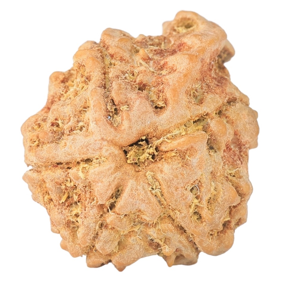 5 Mukhi Ganesh 23.2mm 3.42gm - Rudraksha