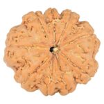 9 Mukhi Rudraksha 24mm 3.81gm - Rudraksha