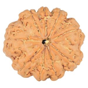 9 Mukhi Rudraksha 24mm 3.81gm - Rudraksha