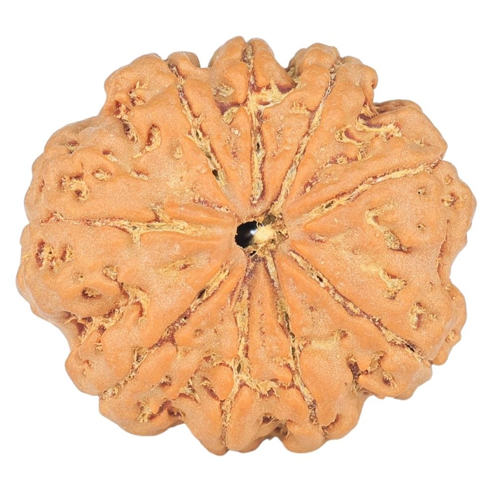 9 Mukhi Rudraksha 24mm 3.81gm - Rudraksha