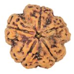 5 Mukhi Rudraksha 30mm 8.99gm - Rudraksha