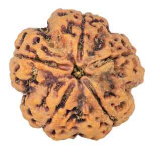 5 Mukhi Rudraksha 30mm 8.99gm - Rudraksha