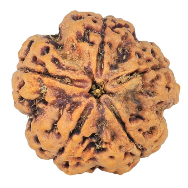 5 Mukhi Rudraksha 30mm 8.99gm - Rudraksha