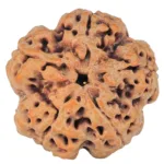 5 Mukhi Rudraksha 30.2mm 8.92gm - Rudraksha