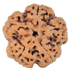 5 Mukhi Rudraksha 30.2mm 8.92gm
