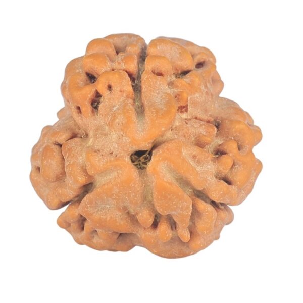 3 Mukhi Rudraksha 23.8mm 3.32gm - Rudraksha