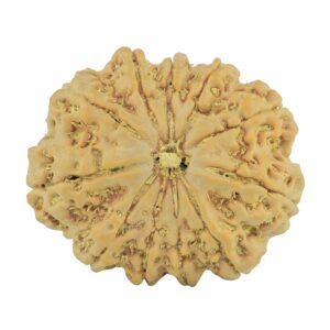 11 Mukhi Rudraksha 28mm 5.51gm - Rudraksha