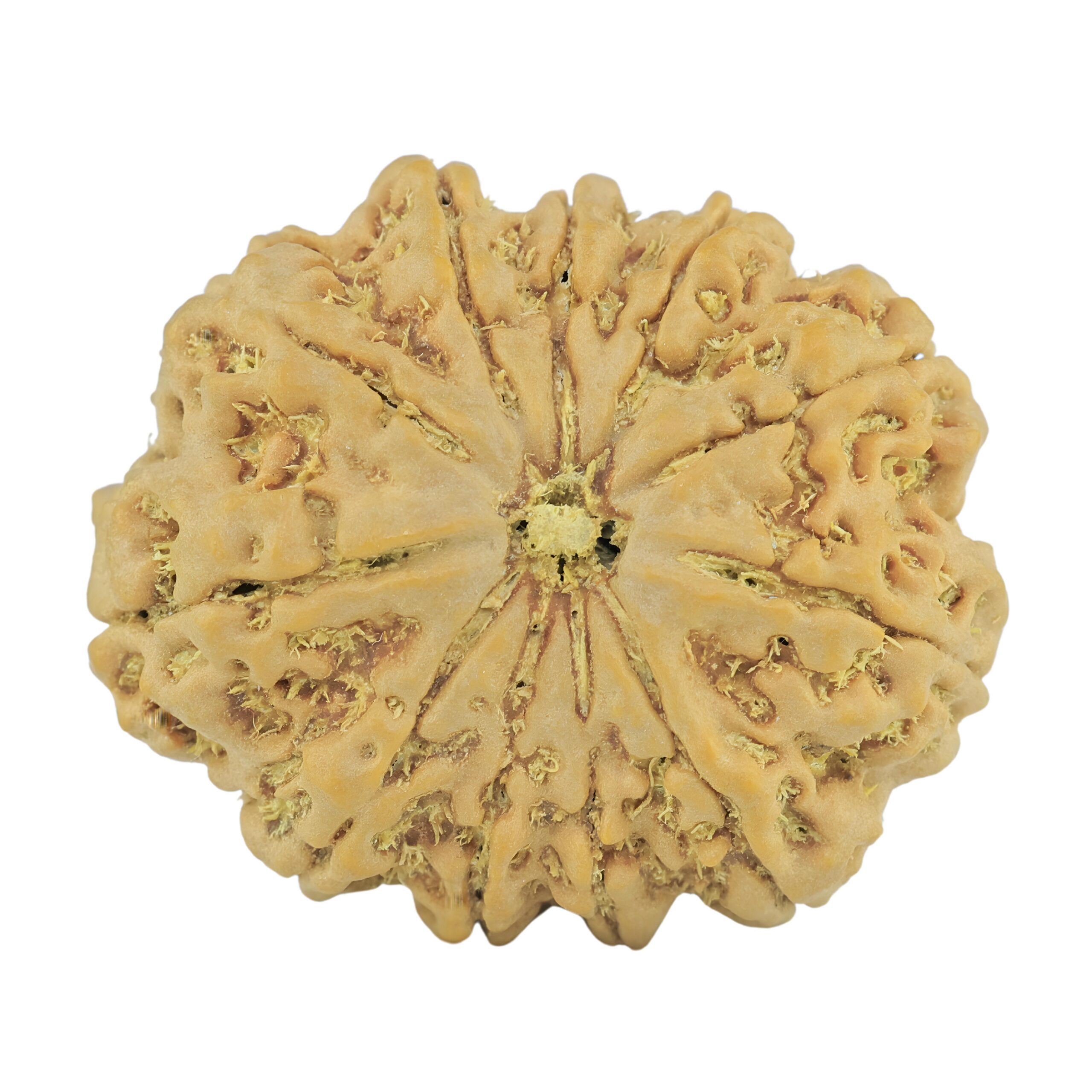 11 Mukhi Rudraksha 28mm 5.51gm - Rudraksha