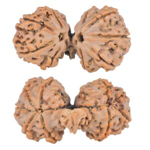 11 Mukhi Mini Trijuti 32.6mm 5.13gm - Rudraksha