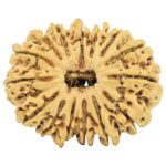 15 Mukhi Rudraksha 29.5mm 4gm - Origin: Nepal - Rudraksha