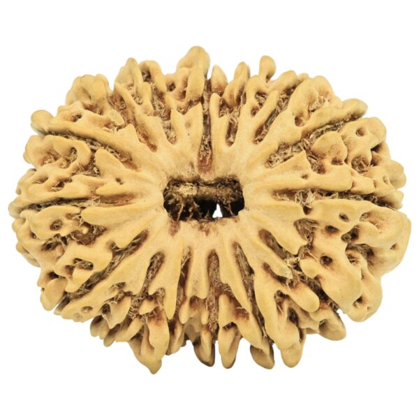 15 Mukhi Rudraksha 29.5mm 4gm - Origin: Nepal - Rudraksha