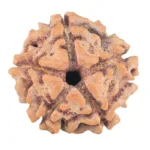 5 Mukhi Rudraksha 15.2mm 1.47gm - Rudraksha