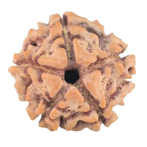 5 Mukhi Rudraksha 15.2mm 1.47gm
