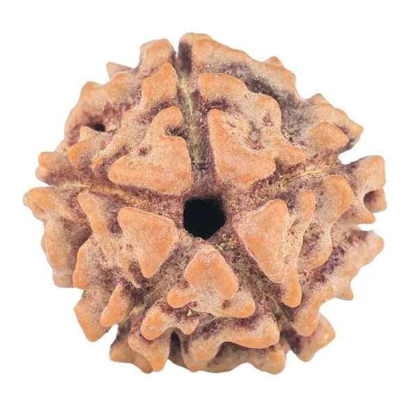 5 Mukhi Rudraksha 15.2mm 1.47gm - Rudraksha