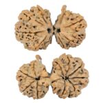 10 Mukhi G.S & Ganesh 37.6mm 6.59gm - Rudraksha