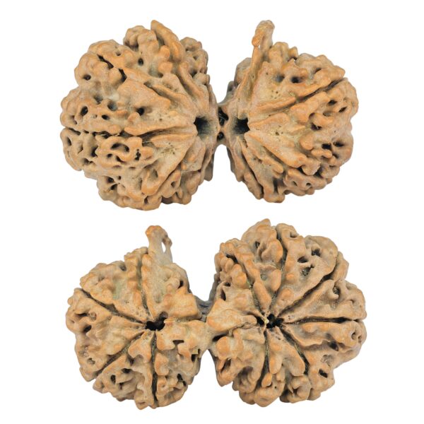 10 Mukhi G.S & Ganesh 37.6mm 6.59gm - Rudraksha