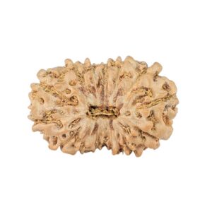 14 Mukhi Rudraksha 23.2mm 2.29gm - Rudraksha