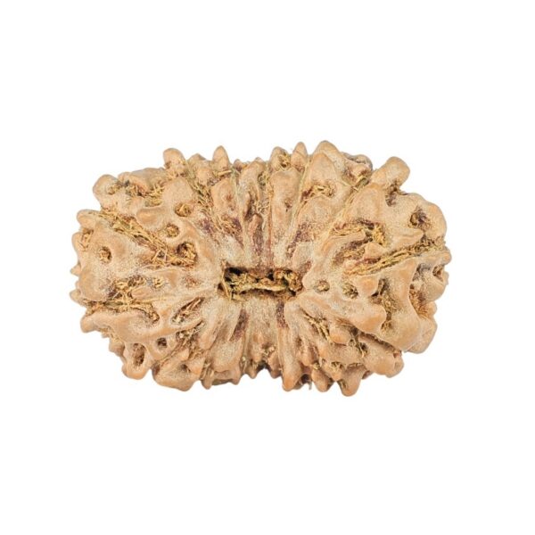 14 Mukhi Rudraksha 23.2mm 2.29gm - Rudraksha