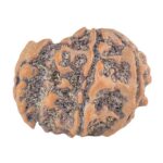 Sawar/Ganesh ( 6+1 ) 21.1mm 2.48gm - Rudraksha