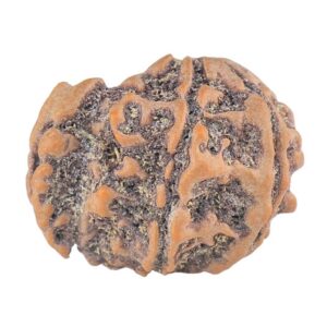 Sawar/Ganesh ( 6+1 ) 21.1mm 2.48gm - Rudraksha