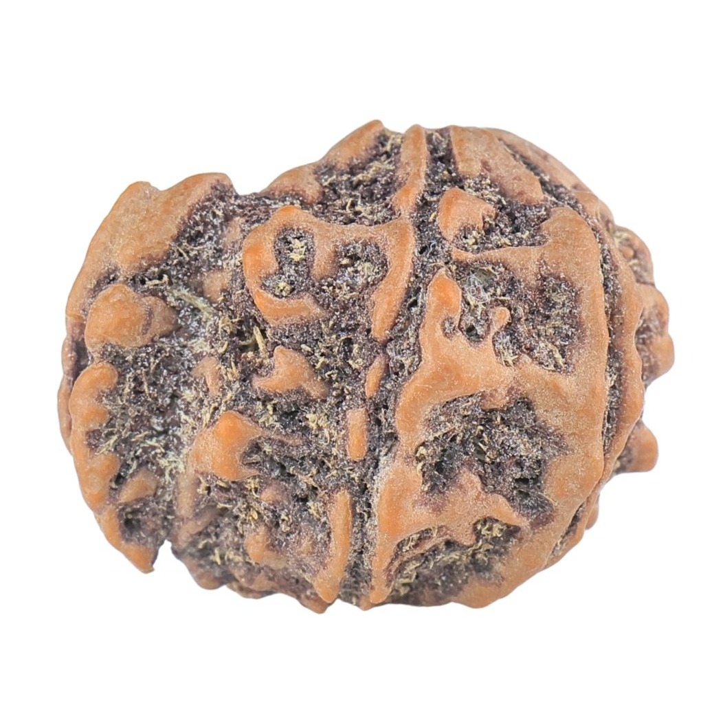 Sawar/Ganesh ( 6+1 ) 21.1mm 2.48gm - Rudraksha