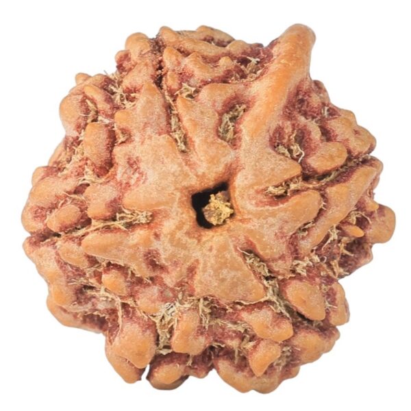 5 Mukhi Ganesh 22.4mm 3.83gm - Rudraksha