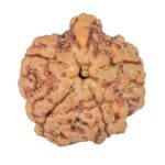 5 Mukhi Ganesh 21.2mm 3.76gm - Rudraksha