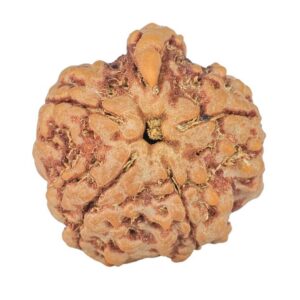 5 Mukhi Ganesh 21.2mm 3.76gm - Rudraksha