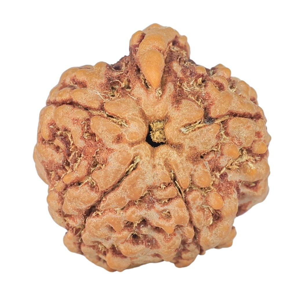 5 Mukhi Ganesh 21.2mm 3.76gm - Rudraksha