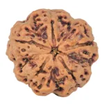 5 Mukhi Rudraksha 29.5mm 9.33gm - Rudraksha