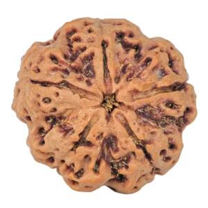 5 Mukhi Rudraksha 29.5mm 9.33gm