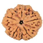 5 Mukhi Rudraksha 30.3mm 8.06gm - Rudraksha