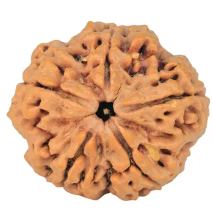 5 Mukhi Rudraksha 30.3mm 8.06gm