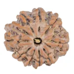 9 Mukhi Ganesh 23.6mm 4.14gm - Rudraksha