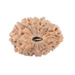 20 Mukhi Rudraksha 20.9mm 1.99gm - Rudraksha