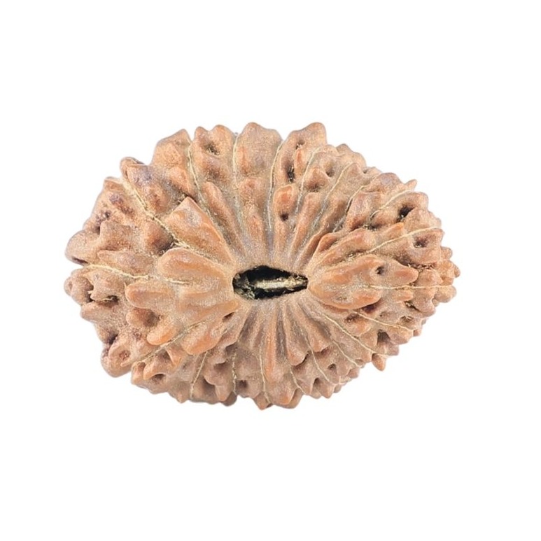 20 Mukhi Rudraksha 20.9mm 1.99gm - Rudraksha