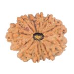 12 Mukhi Rudraksha 27mm 4.11gm - Rudraksha