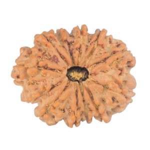 12 Mukhi Rudraksha 27mm 4.11gm - Rudraksha
